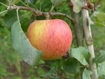 Bio Apfel Alkmene