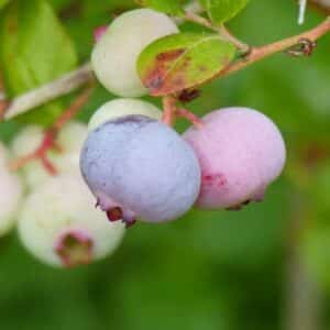 Bio Waldbeeren-Mix (Heidelbeeren und Cranberry)