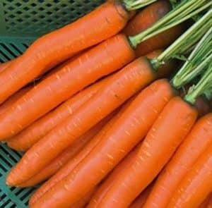 Karotten / Möhren
