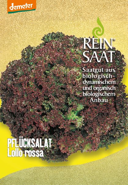 Lollo Rosso Salat Mit Gurke Und Roter Paprika — Rezepte Suchen