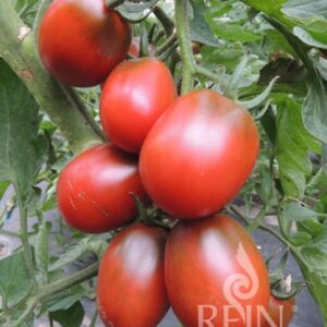 Tomate Black Plum