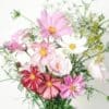Wild Bouquets Cosmos Collection