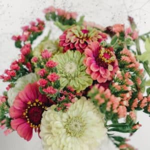 Wild Bouquets Zinnia Collection