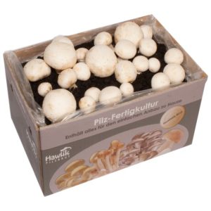 Esschert Anzucht-Set für Pilze leckere Champignons B1009 