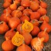 Kürbis Hokkaido orange