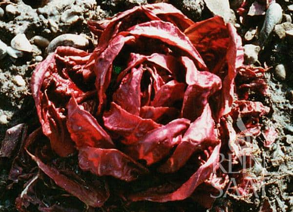 Salat Rossa di Verona