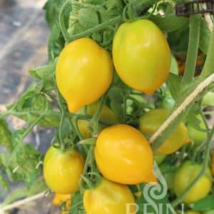 Kristinica 10 Tomaten Samen Ernte 2019  aus bio Anbau Nr.252 