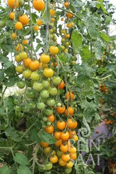 Tomate Goldkrone